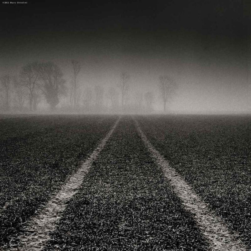 leading to the trees ii.jpg